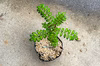 【自宅で簡単 山菜栽培】天然 山椒の苗木 1ポット 