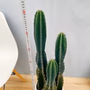 在庫　サボテン　柱サボテン　3本植え　ドライガーデン　インテリアグリーン