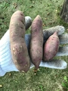 べにはるか10kg ＋ ｼﾙｸｽｲｰﾄ5kg ｻﾂﾏｲﾓ焼芋用【訳あり小芋】土付