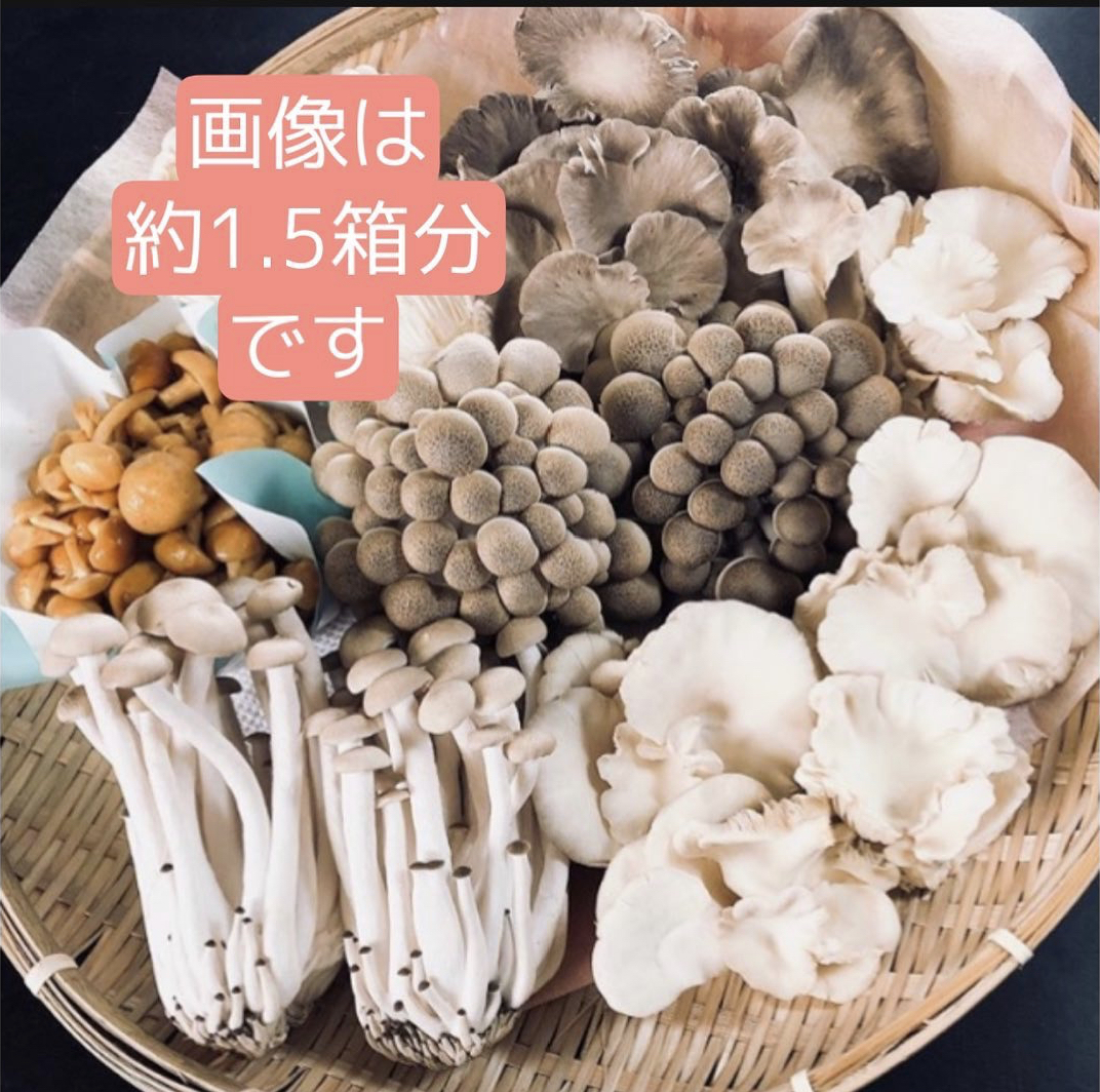 信州産 香り松茸味しめじセット 天然きのこひろちゃん様用