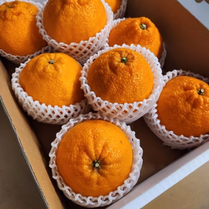 【数量限定】とってもジューシー完熟しらぬひ（デコポン）詰め合わせ