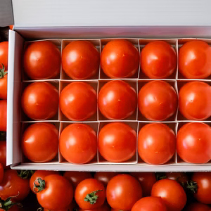 【大人気ギフト♪】⭐高糖度フルーツトマト⭐『ポモロッサ15粒入』