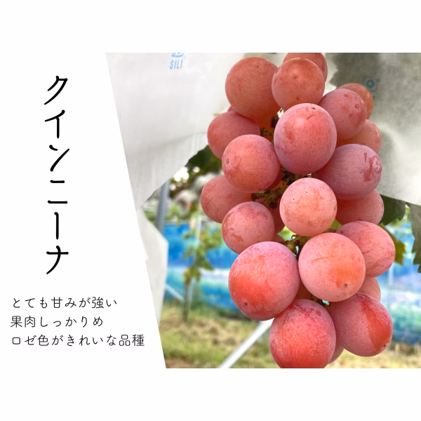 【季節の贈り物】 藤稔＋クインニーナの2色２種セット
