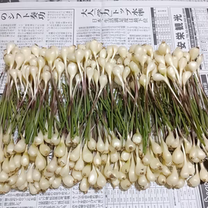 お試し 小ぶり 石垣島産 島らっきょう 400g (農薬･化学肥料不使用)