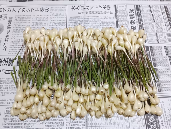 お試し 小ぶり 石垣島産 島らっきょう 400g (農薬･化学肥料不使用)