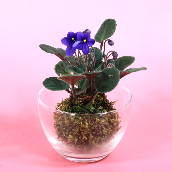 苔玉　セントポーリア(青系)液肥付き