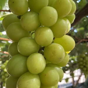 【お得！】岡山県産シャインマスカットご家庭用3房〜5房約2Kg入り