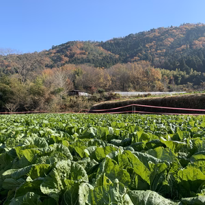 冬の黄金コンビ　白菜とおでん大根　&  春先どり　菜の花