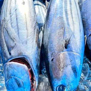 獲れ次第発送！遠州灘産日戻りカツオ2〜3キロ1匹