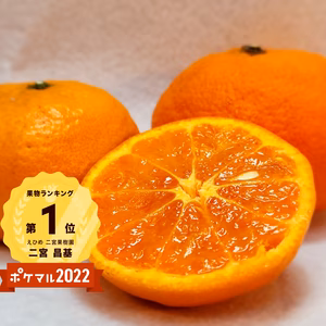 訳あり幻のカラマンダリン　濃厚な初夏のみかん　