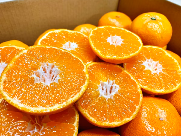 酸味少なめ 唐津産温州みかん サイズミックス