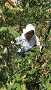 (^O^)どんだけ～～❗❗大特価❗❗✨子供に食べさせたい【空芯菜と塩せんべ❗❗】