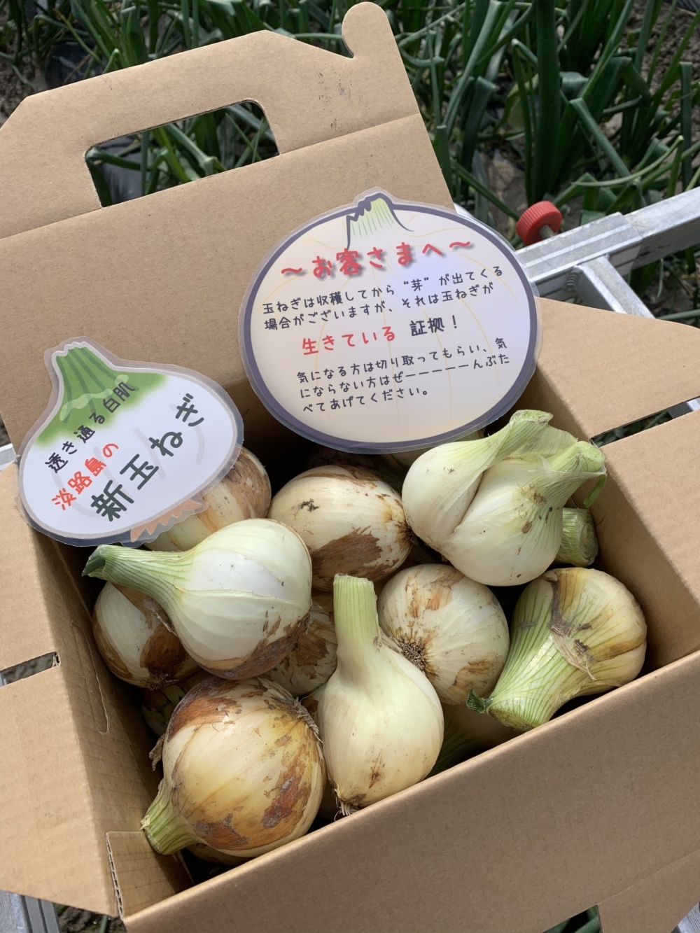 市場 ふるさと納税 淡路島極熟玉葱3kg シャーロットオニオン