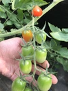 ハウス栽培 ミニトマト : アイコ キャロル7