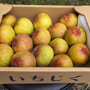 【福岡県限定生産】じぃじのいちじく（とよみつひめ 約1.2kg）【13〜20個】