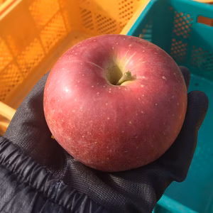 【家庭用】 シナノスイート