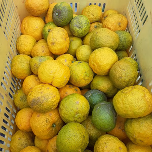 【訳あり】キズあり無農薬柚子玉（５ｋg～10kg）