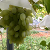 種は命❣️  無農薬、ジベレリン処理なし種ありぶどうお楽しみボックス定期便