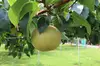 しゅうたの畑の「ほっこり梨」品種は「幸水」発送は８月上旬予定