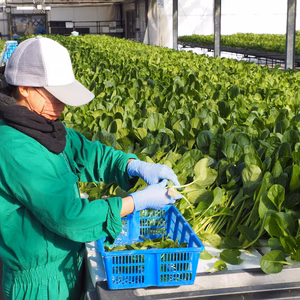 【JGAP認定農場】バラ売り！水耕栽培で育てた、特別な甘さのほうれん草！常温便