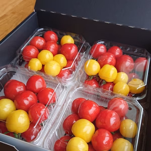 【ポケマルの夏ギフト】完熟プチぷよ約800g/赤＆黄ミックス 