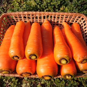 人参 ちょっと訳ありでお得！農薬化学肥料不使用