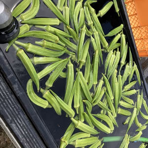夏のねばねば野菜【オクラ】