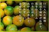 初秋のご褒美！爽やか甘酸っぱ♪ 愛媛産 極早生みかん S〜L混合 ご家庭用