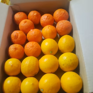 使いきり　ワックス不使用　赤レモン、マイヤーレモン詰め合わせ