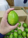 グリーンレモン　2キロ