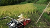 冬季湛水不耕起栽培米  (ささしぐれ精米5kg) 