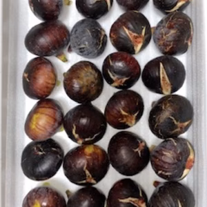 ビオレソリエス　おまかせセット