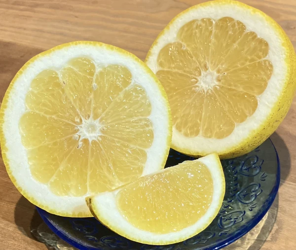 【加工用】熊本県産河内晩柑（ジューシーオレンジ）