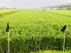【 新米 】特別栽培米 ⭐︎キヌヒカリ　10kg 