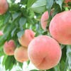 【今シーズン最後】 じゅわ～っと甘さ溢れる 桃 品種おまかせ ご家庭用