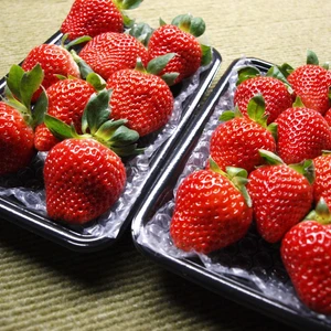 厳選大粒完熟イチゴ「熊紅(ゆうべに)」2パック　☆紅色と香りをお届けします☆