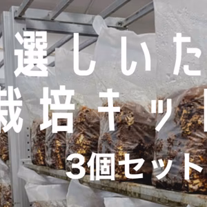 三月末販売終了　特価3個　栽培キット　国産種、国産材　やまのこ農園　送料込み