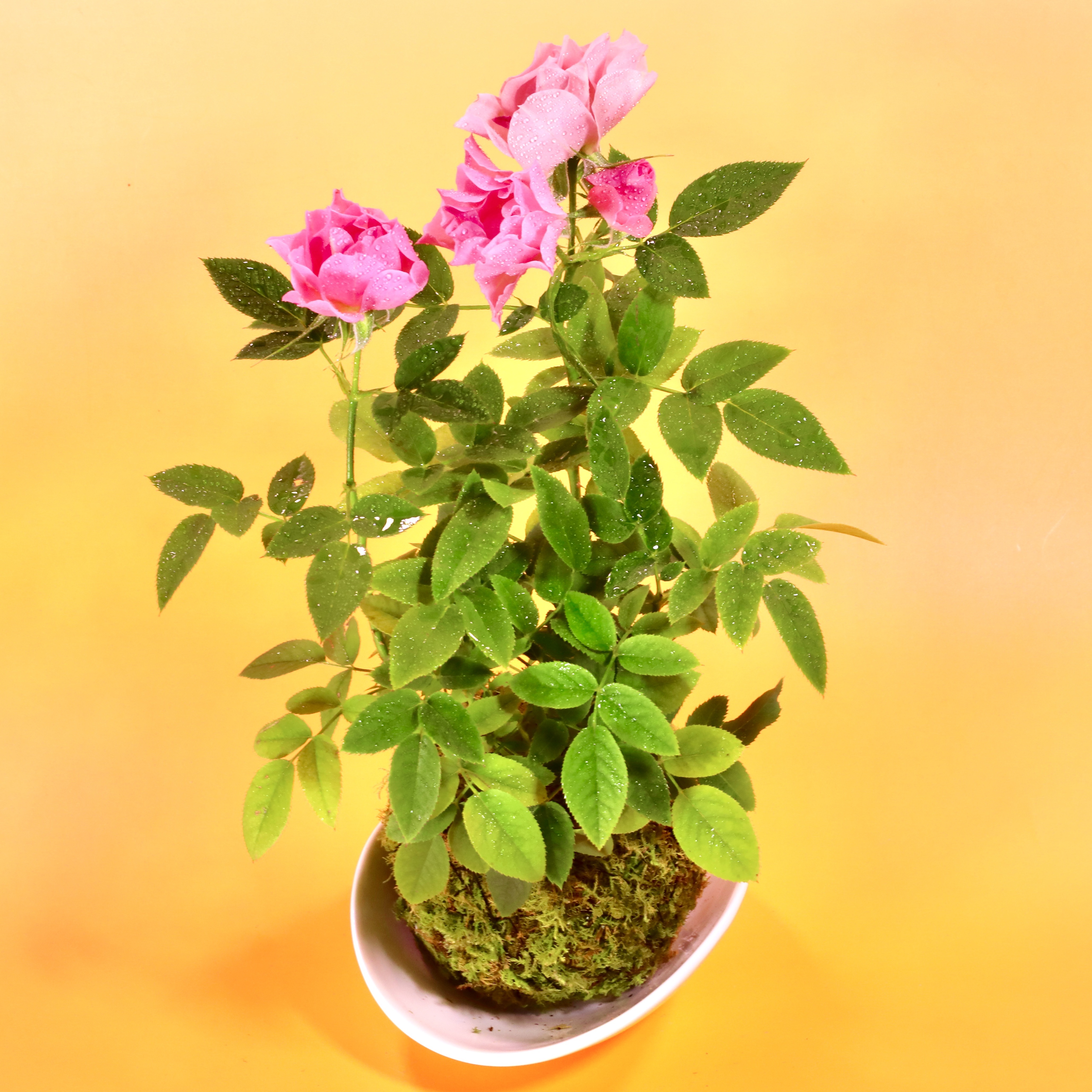 苔玉 ミニ薔薇 重さ約300㌘ 高さ約30㌢