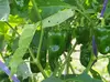 北海道から夏の自然野菜セット!!（Mセット) 完全無農薬、無化学肥料、自家採種