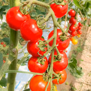 糖度9度のこだわり中玉トマト『Mr.浅野のけっさくトマト』（内容量約1kg）