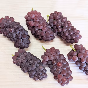 デラゥエア　M サイズ　2ｋｇ 家庭用です。