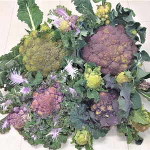 1品限り！　交配野菜のカラフルセット