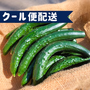 【クール便】採れたて‼︎新鮮きゅうり　規格外お買得品‼︎