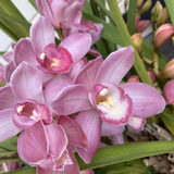 やさしいママさん