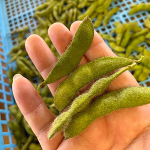 猛暑でサヤにシミが！！たっぷり1500g！【英】茶豆風味の枝豆