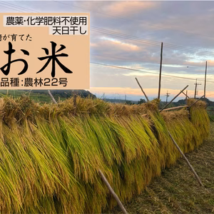 令和７新米◆農薬不使用棚田米◆天日干しだから生まれる深い旨さと甘味！ 農林22号