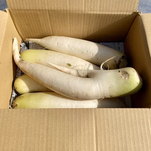 「訳あり」有機JAS取得、雲海育ちの「はねだし」大根２キロ。