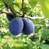 【北海道余市】完熟果物の無添加フリーズドライ プルーン