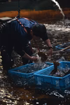 ひらめ-河内水産の特別な魚-