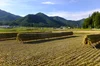グルテンフリー お米さんのめん(玄米麺) 天日干し　自然栽培米を使用　